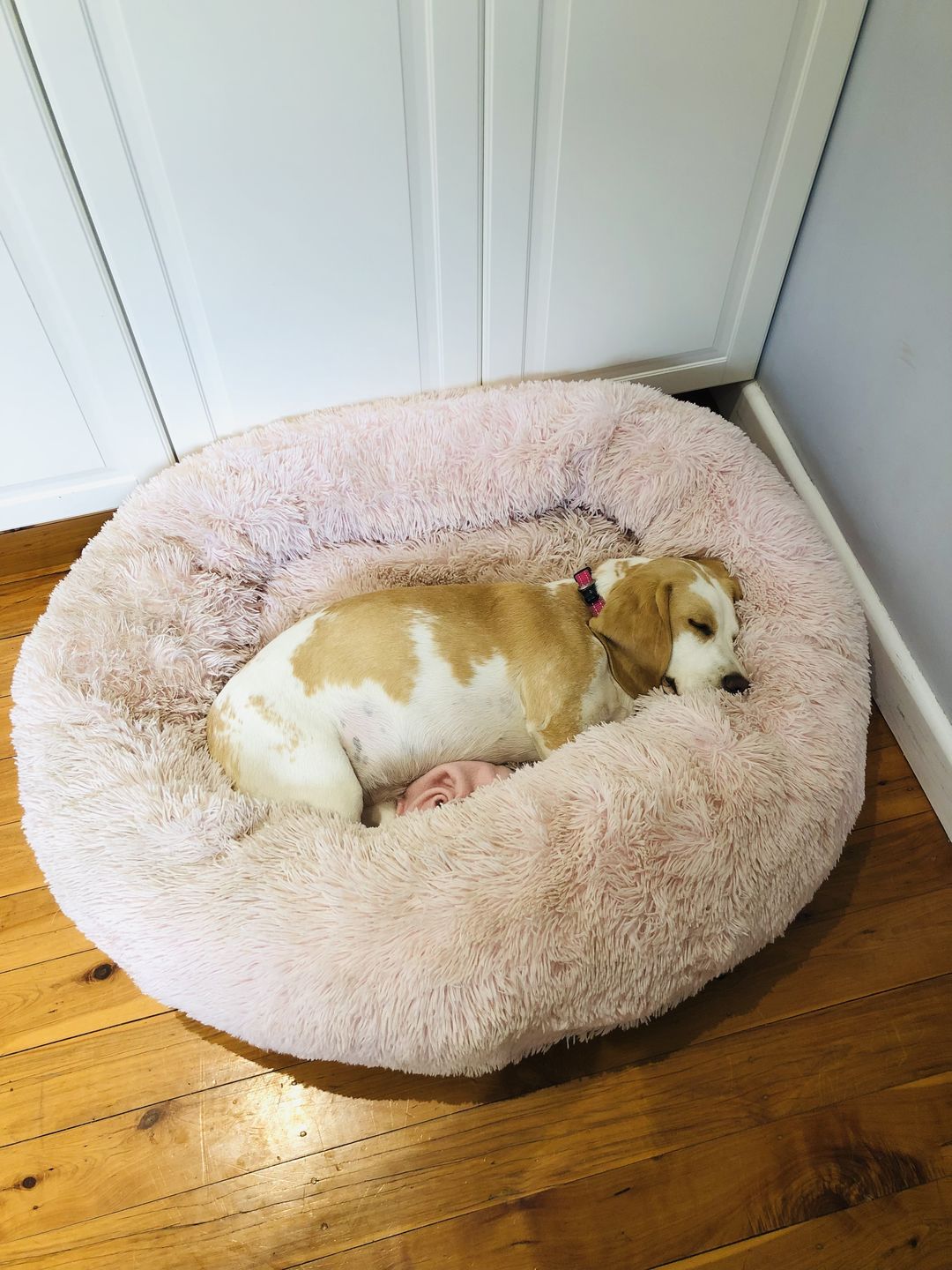 Calming Pet Bed