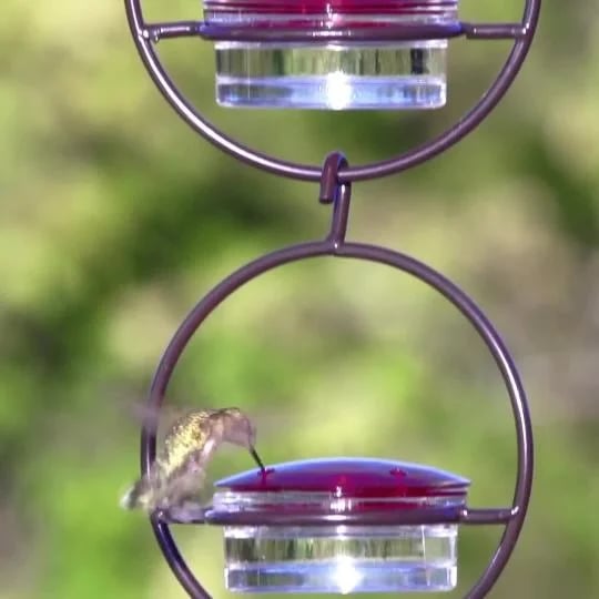 Last Day Promotion 70% OFF - Hummble Slim Hummingbird Feeder