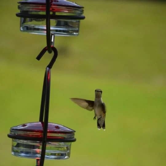 Last Day Promotion 70% OFF - Hummble Slim Hummingbird Feeder