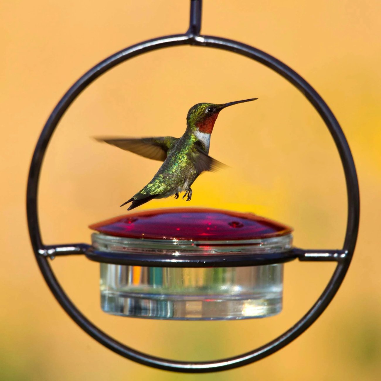 Last Day Promotion 70% OFF - Hummble Slim Hummingbird Feeder