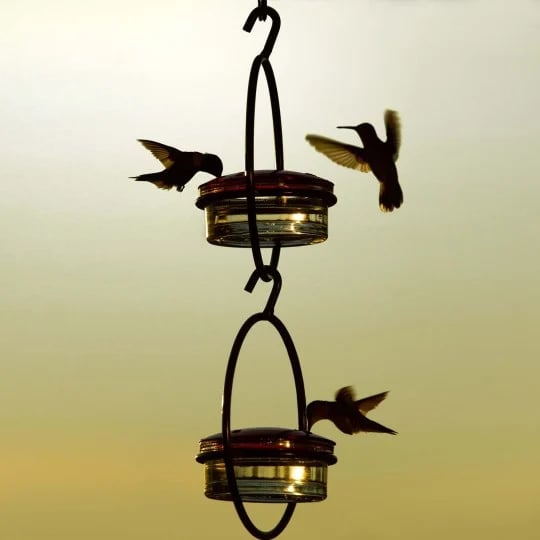 Last Day Promotion 70% OFF - Hummble Slim Hummingbird Feeder