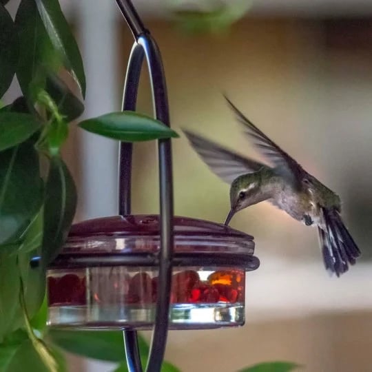 Last Day Promotion 70% OFF - Hummble Slim Hummingbird Feeder