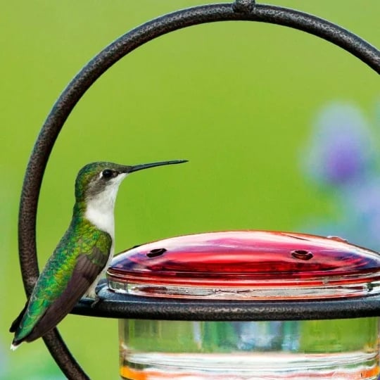 Last Day Promotion 70% OFF - Hummble Slim Hummingbird Feeder