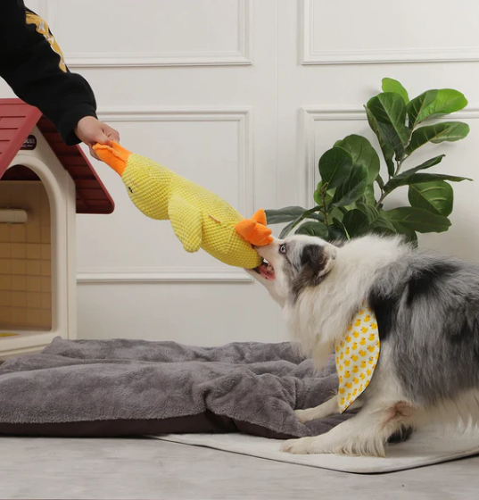 Quack-Quack Squeaky Dog Toy