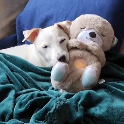 Pawbibi Calming Otter Plush