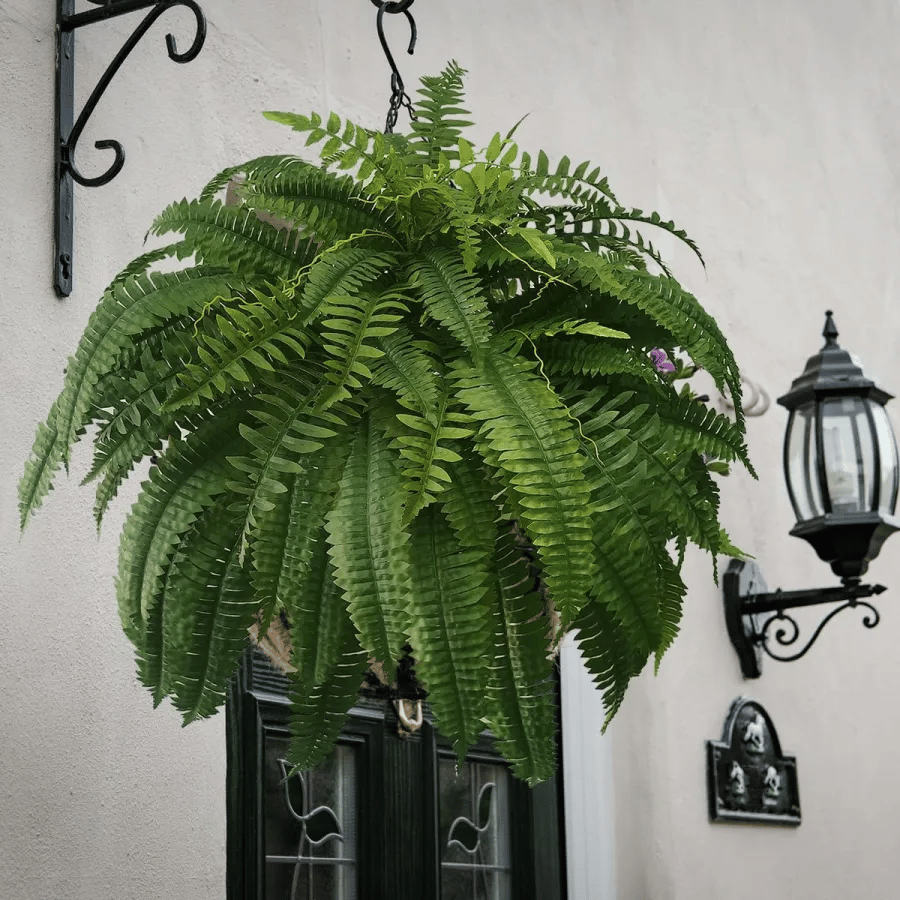 Appehinglaus | UV Resistant Lifelike Artificial Boston Fern