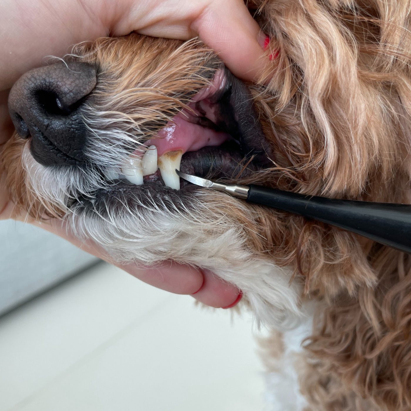 Canident - Tooth cleaner for dogs