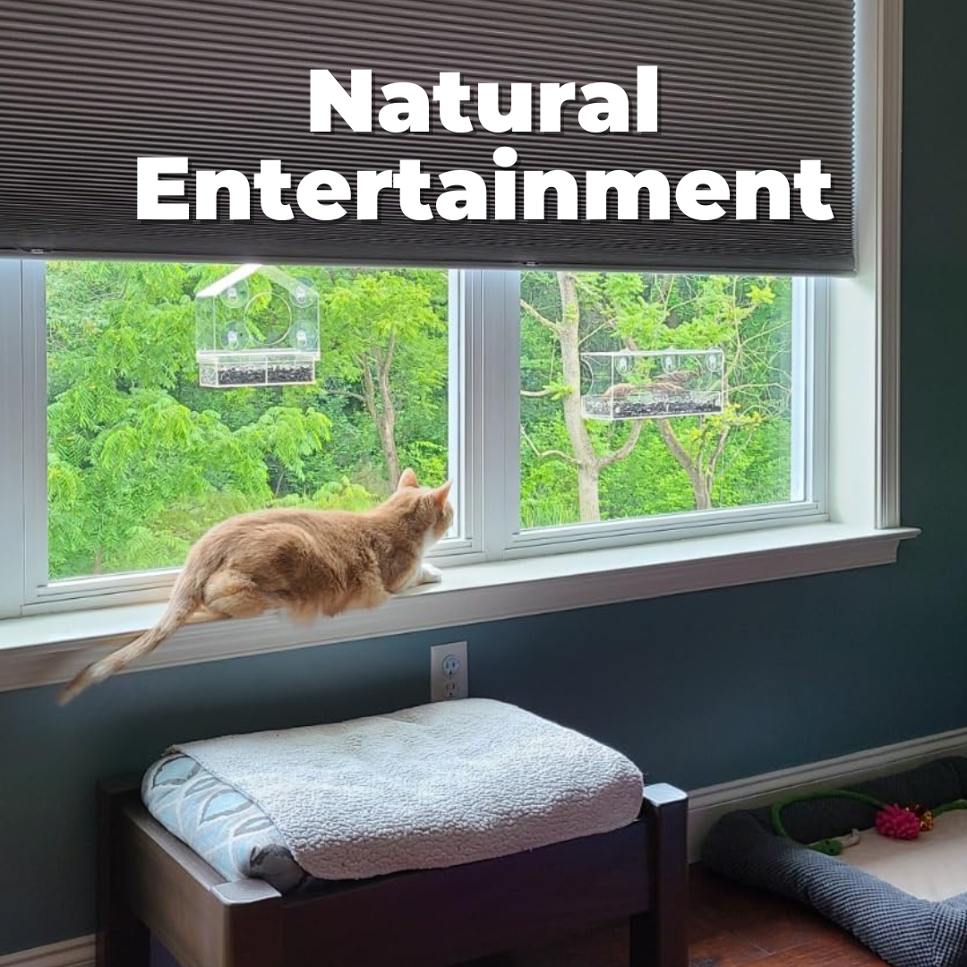 CatShow – Window Bird Feeder