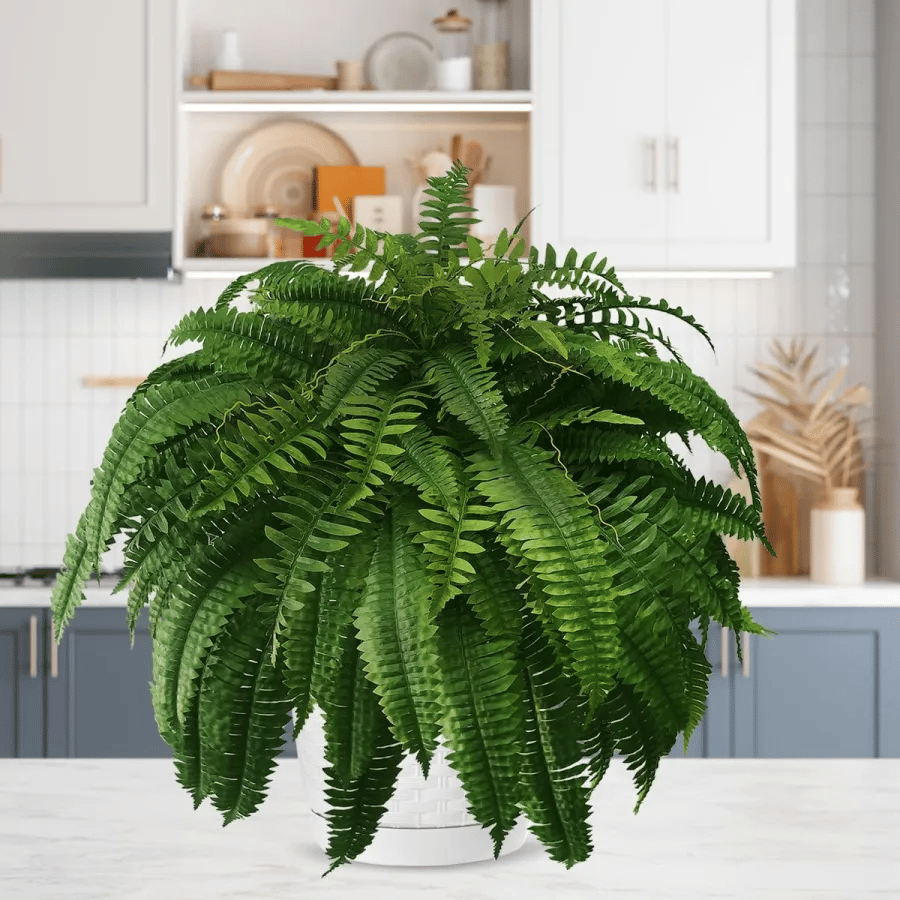 Correcteam | UV Resistant Lifelike Artificial Boston Fern