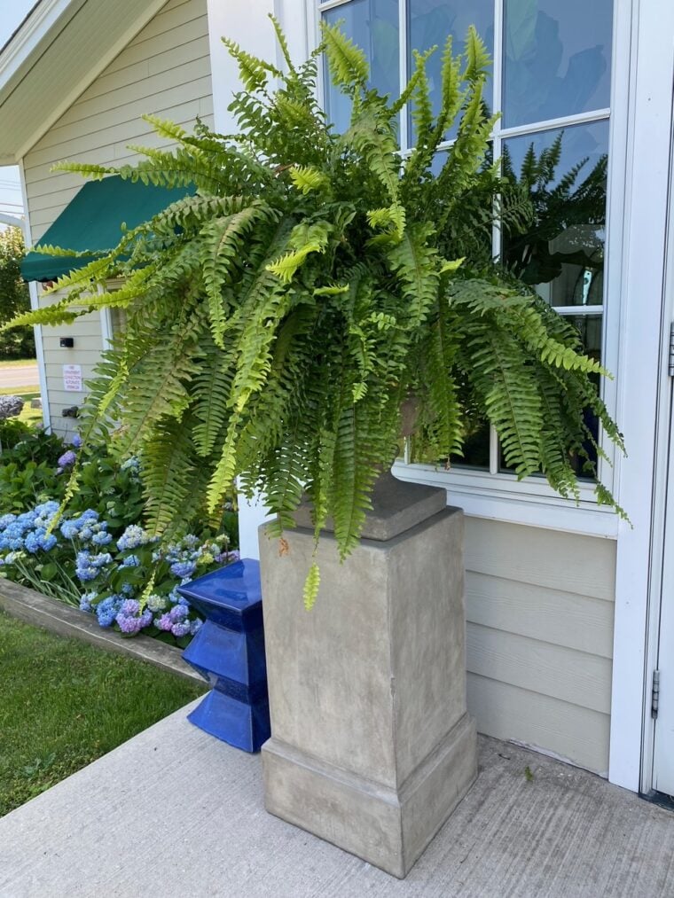 UV Resistant Lifelike Artificial Boston Fern