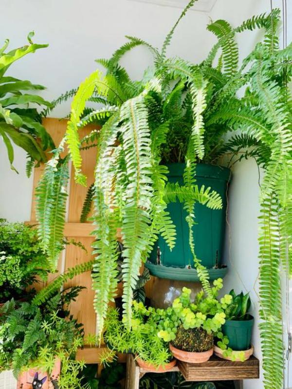 UV Resistant Lifelike Artificial Boston Fern