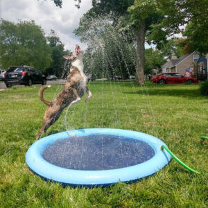 PawSplash - Dog's Favorite Summer Joy