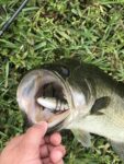 SpireBuzz- Lifelike Swimbait