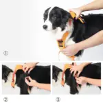 2 in 1 Harness & Leash