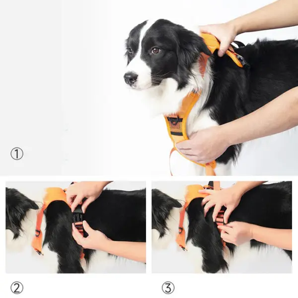 2 in 1 Harness & Leash