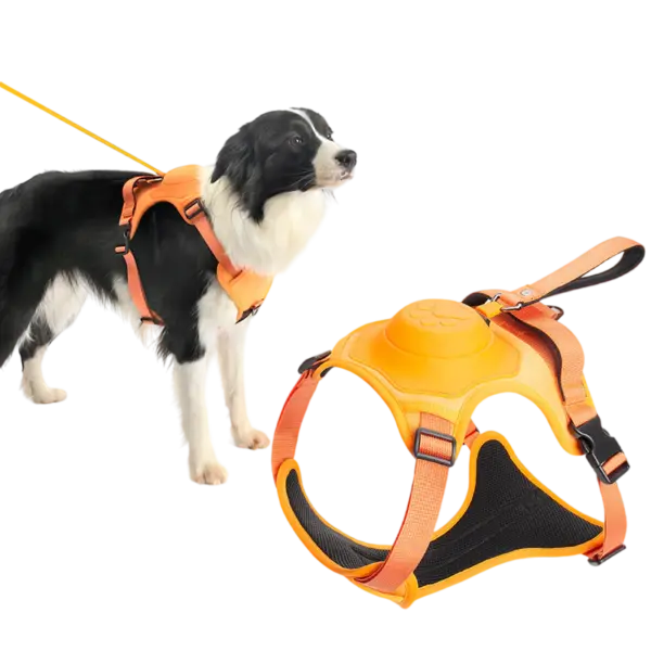 2 in 1 Harness & Leash