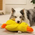 CALMING DUCK