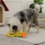 CALMING DUCK