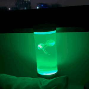 CarryingWishes  Jellyfish Lamp