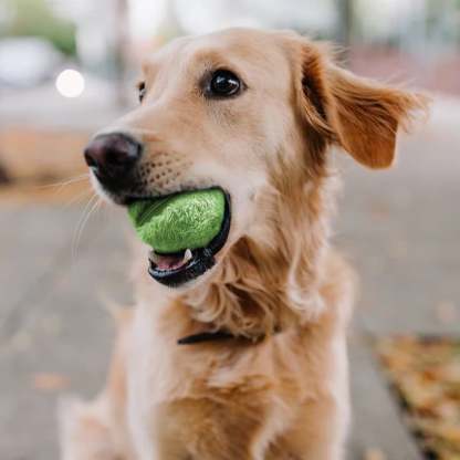 Fido Anti-Anxiety Moving ball