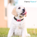 FurryMates Anti-Bark Collar