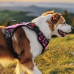 SecureWalk Harness