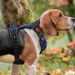 SecureWalk Harness