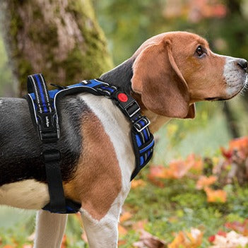 SecureWalk Harness