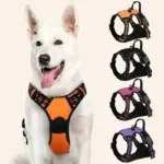 SecureWalk Harness