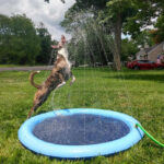 Splash Pad - Endless Doggy Summer Fun!