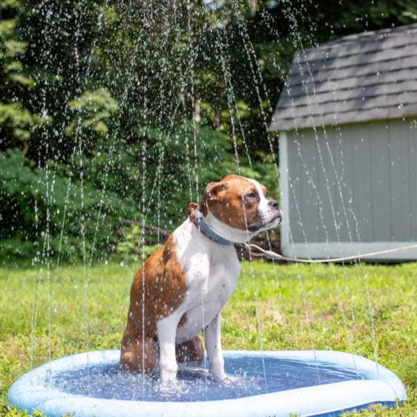 WoofSplash - Refreshing Dog Sprinkler Pad