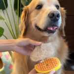 3 in 1 Dog Steam Brush