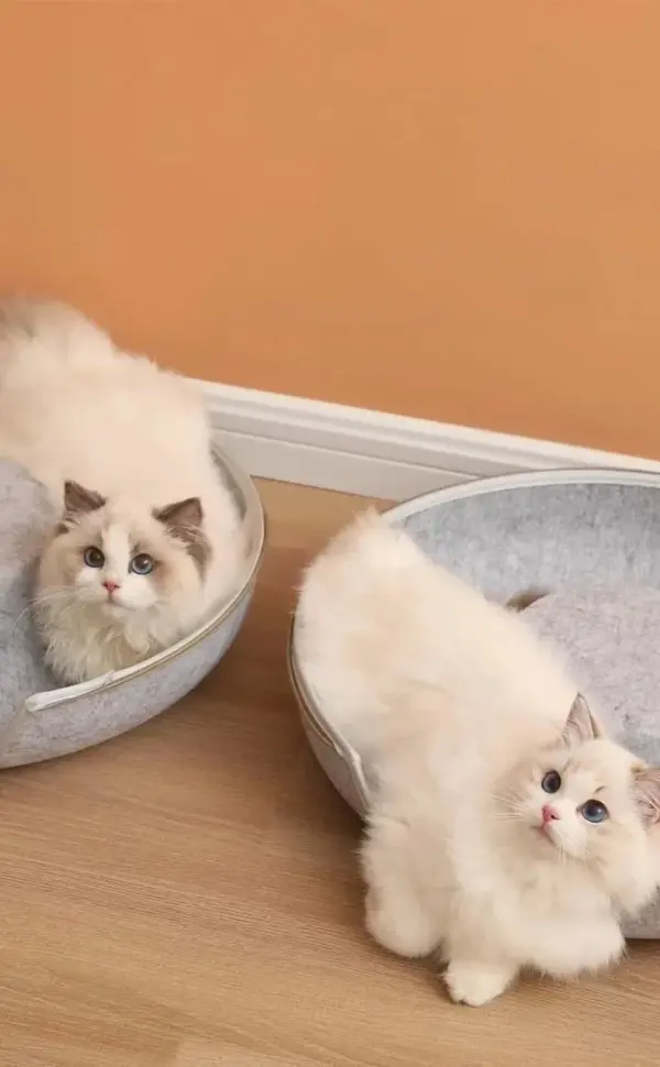 Cave Bed for Multiple Cats: The Ultimate Cozy Den