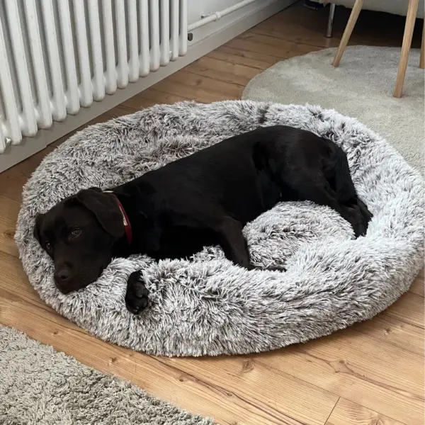 Cooling Dog Bed