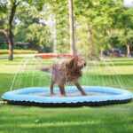 Dog Splash Pad