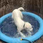 DoggySplash - Cooling, Playful, Dog Sprinkler Pad!