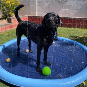 Splash Pad – Endless Doggy Summer Fun!