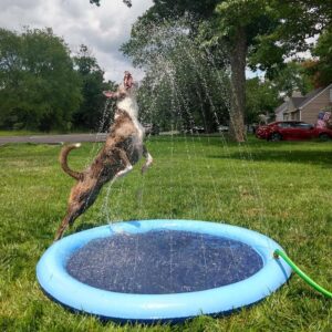 Splash Pad - Endless Doggy Summer Fun!