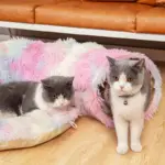 CuddliTunnel Cat Bed