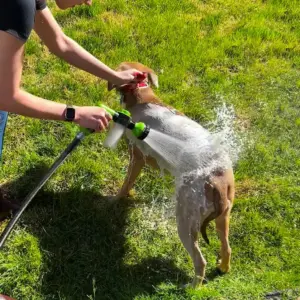 Dog Shower Jet