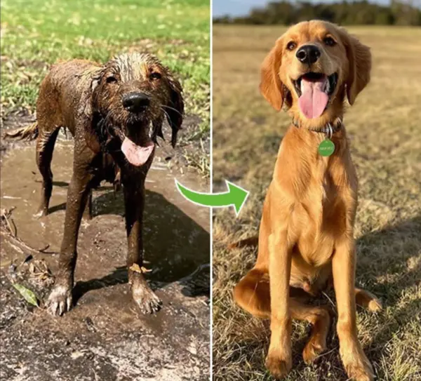 Dog Shower Jet