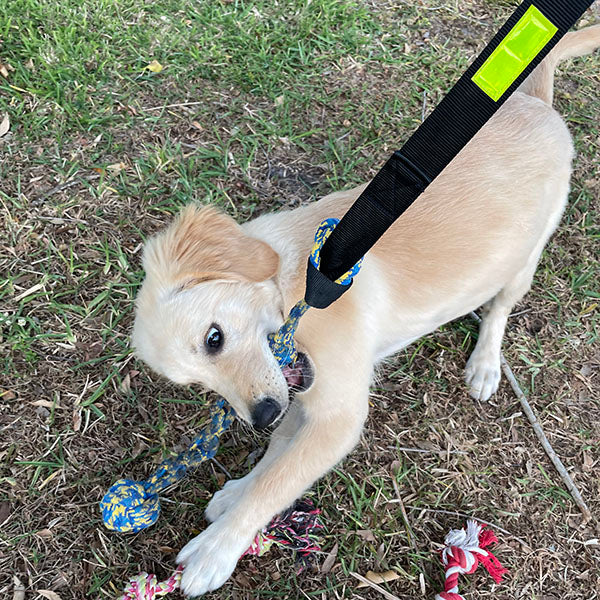 tugbounce - bungee tug toy