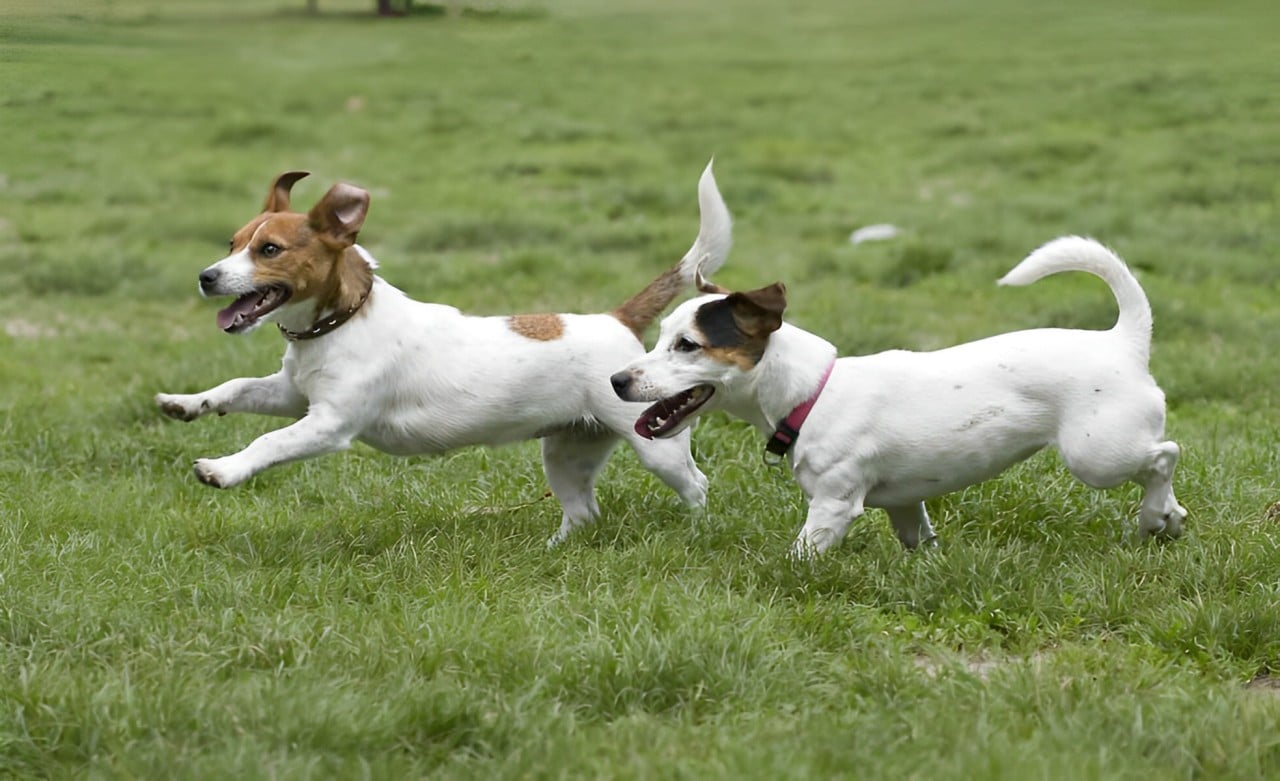 top Invisible dog fence