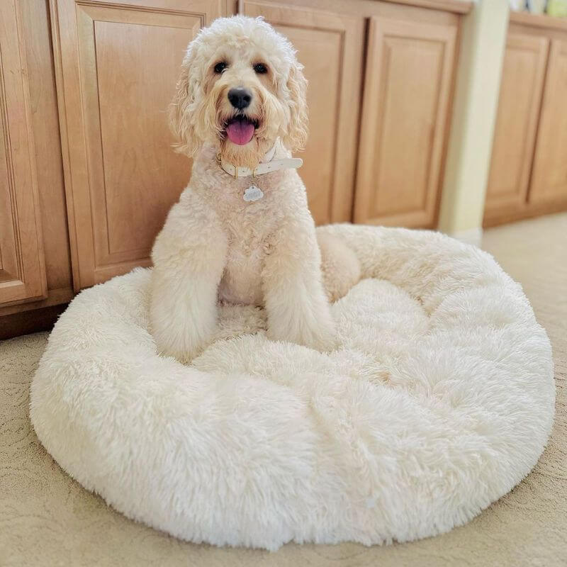 World's #1 Anxiety Relieving Dog Bed