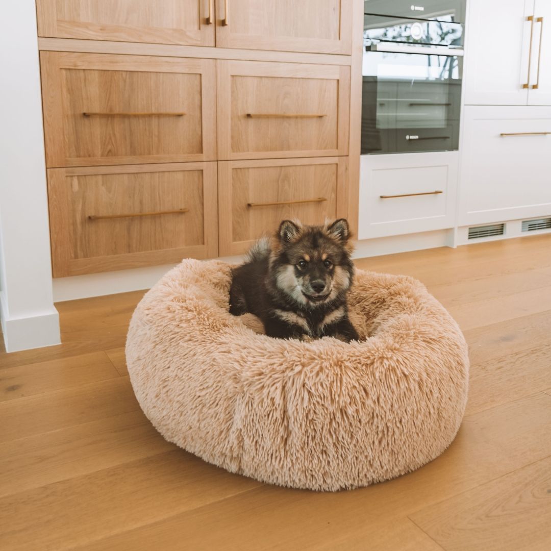 Calming Dog Bed