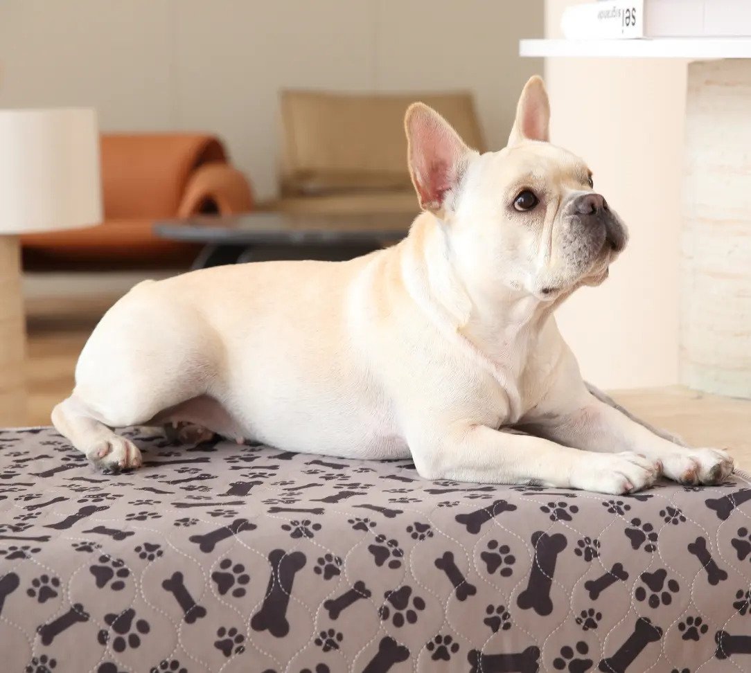 Enjoy A Fresher, Cleaner Home With The PuppyPad