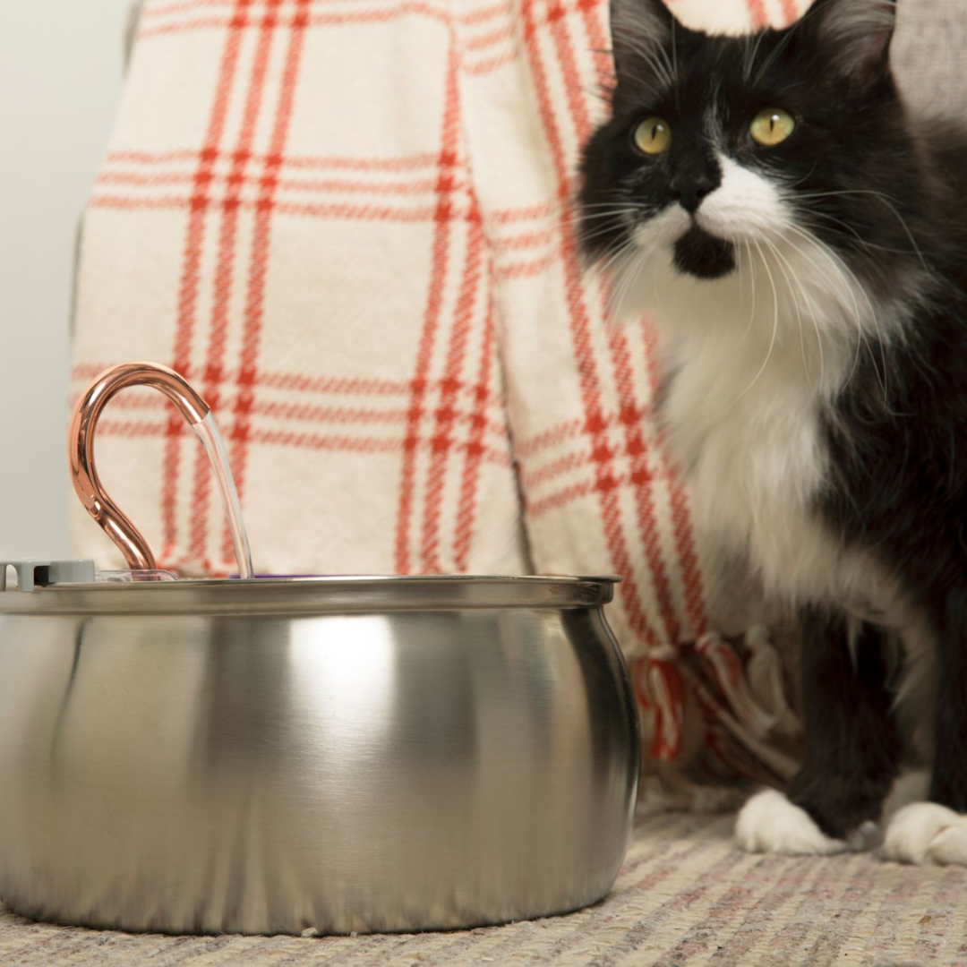 Fountain Automatic Drinker For Cats