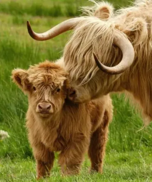 Highland Cow Plush Toy