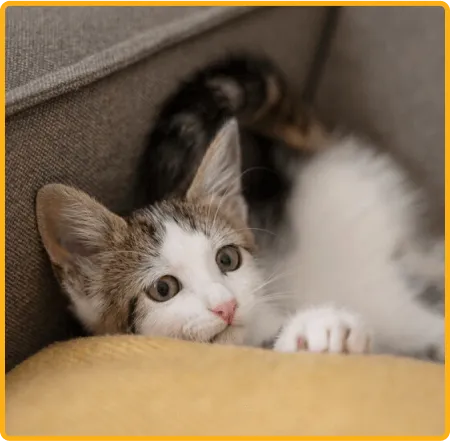 KittyHaven Donut Bed