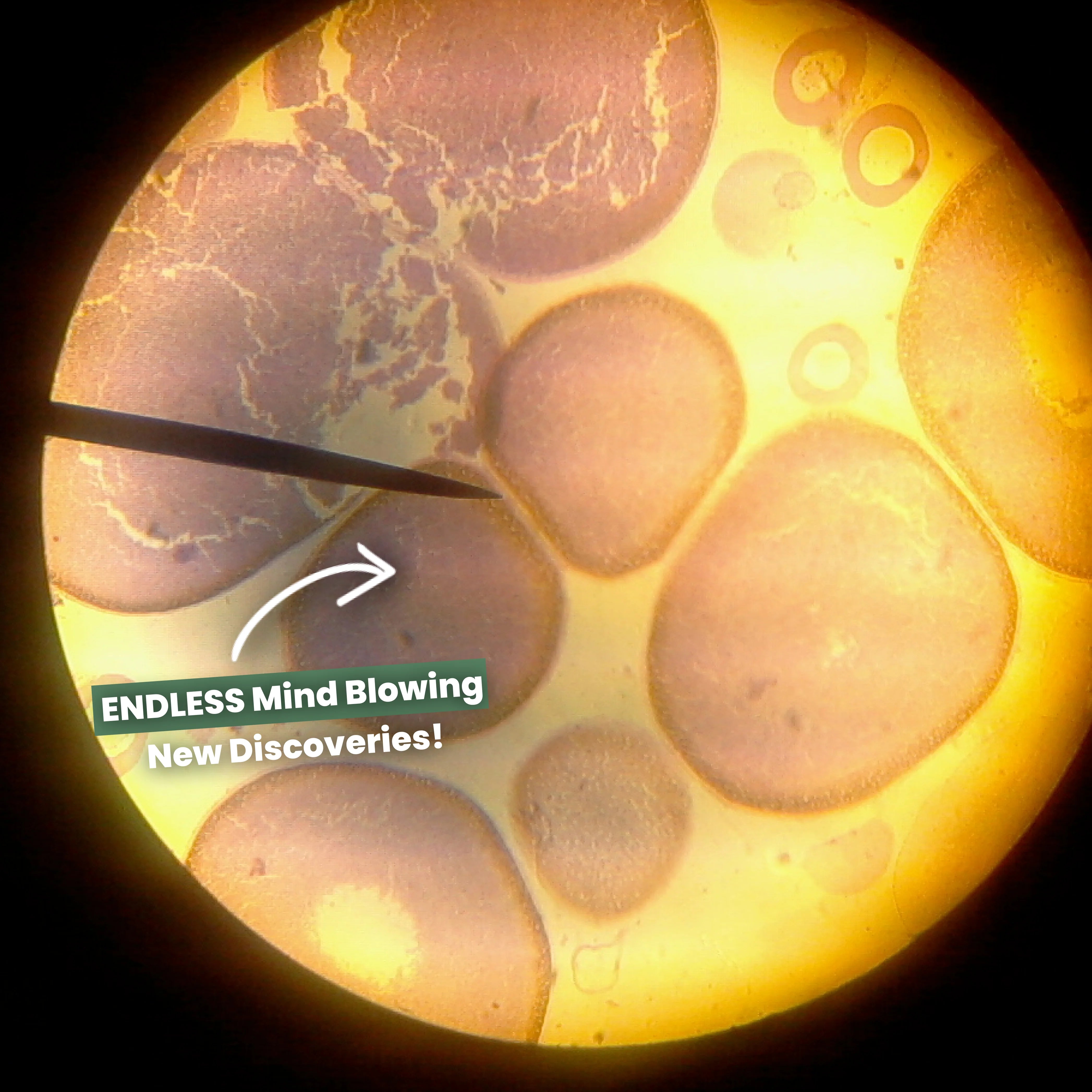 MiniScopes digital microscope